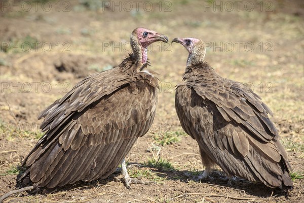 White-headed vulture (Trigonoceps occipital)