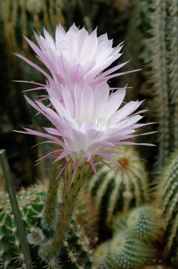 Flowering Hedgehog Cactus (Echinopsis sp.)