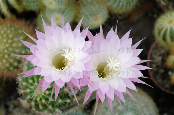 Flowering Hedgehog Cactus (Echinopsis sp.)