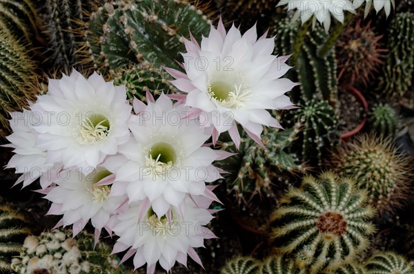 Flowering Hedgehog Cactus (Echinopsis sp.)