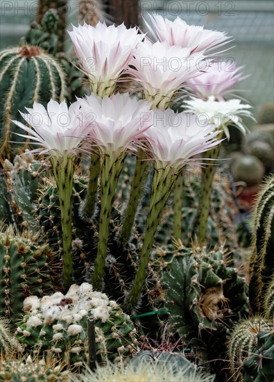 Flowering Hedgehog Cactus (Echinopsis sp.)