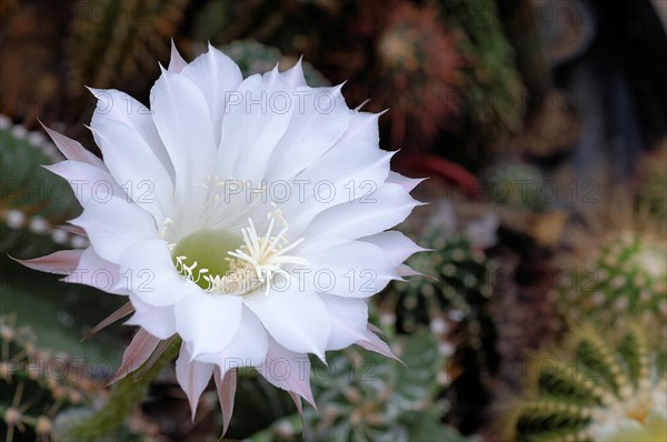 Blooming cactus (Echinopsis sp.) with white flower