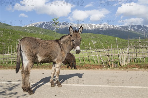 Donkey (Equus africanus asinus) with forelegs tied up