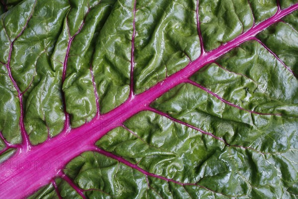 Chard leaf (Beta vulgaris subsp. vulgaris)