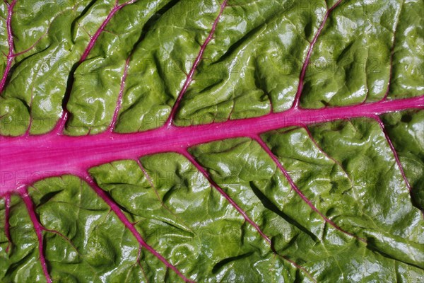 Chard leaf (Beta vulgaris subsp. vulgaris)