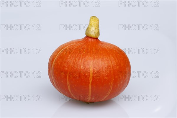 Hokkaido squash