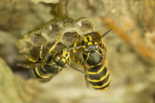 Common Wasp (Vespula vulgaris)