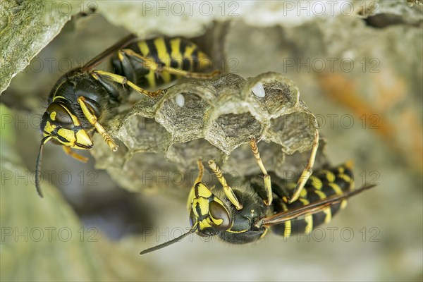 Common Wasp (Vespula vulgaris)