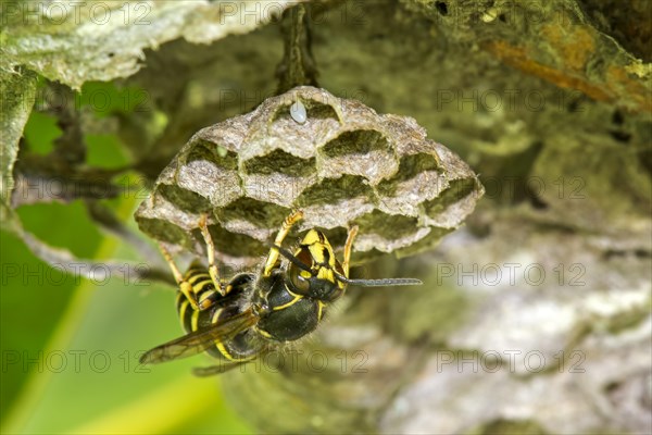 Common Wasp (Vespula vulgaris)