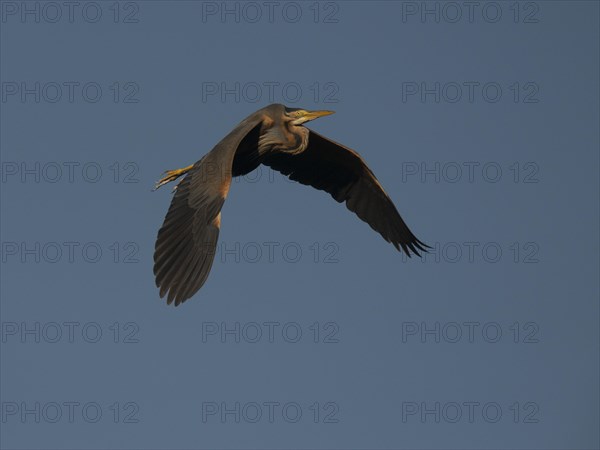 Purple Heron (Ardea purpurea)