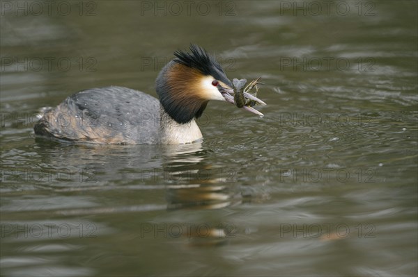 Grebe (Podiceps cristatus) with crayfish (Astacus astacus) in water