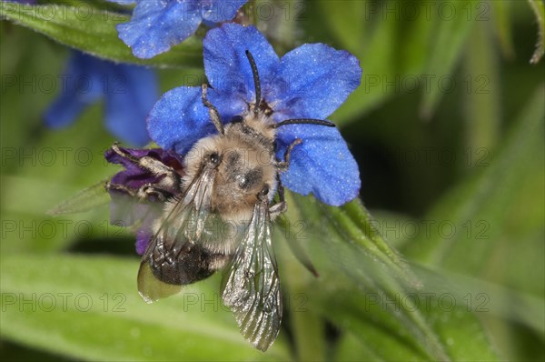 Hairy-Footed Flower Bee (Anthophora plumipes)