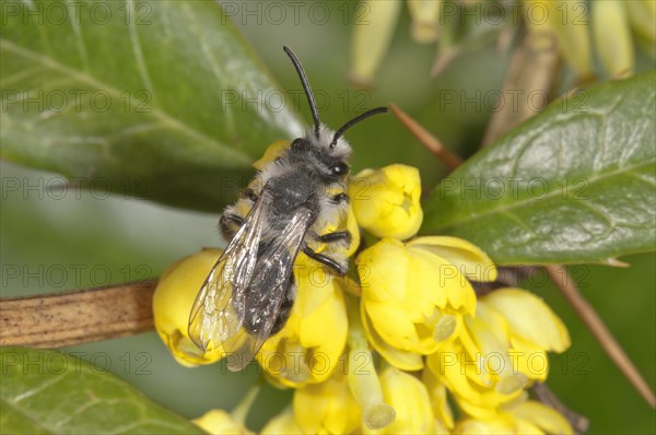 Ashy Mining Bee (Andrena cineraria) foraging for nectar on Barberry (Berberis vulgaris)
