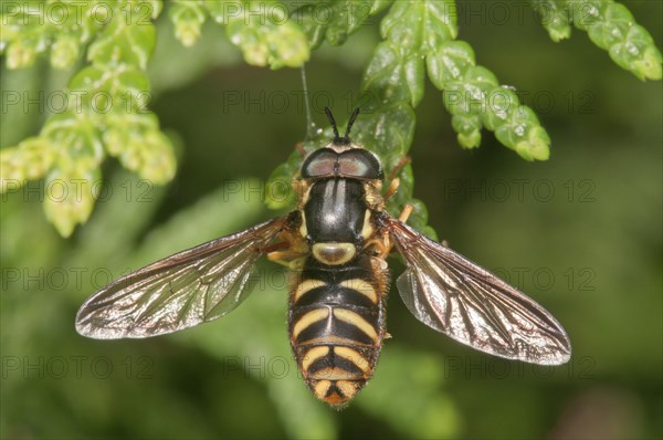 Striped Hoverfly (Dasysyrphus albostriatus)