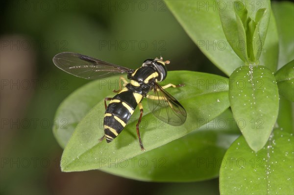 Xanthogramma pedissequum hoverfly