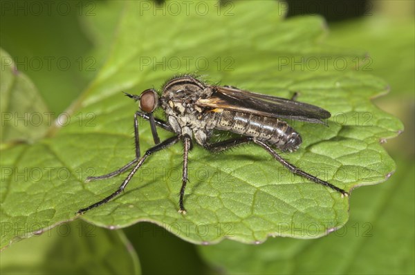 Dance Fly (Empis tessellata)