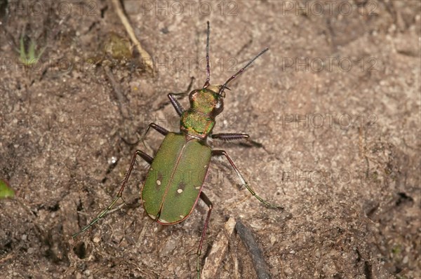 Green Tiger Beetle (Cicindela campestris)