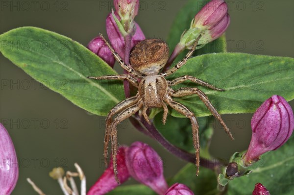 Crab spider (Xysticus lanio)