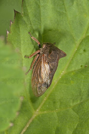 Horned Treehopper (Centrotus cornutus)