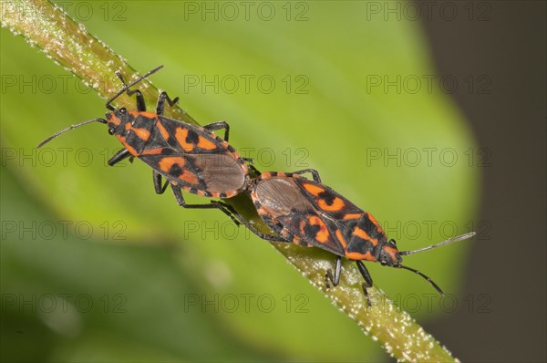 Milkweed bugs (Lygaeus saxatilis)