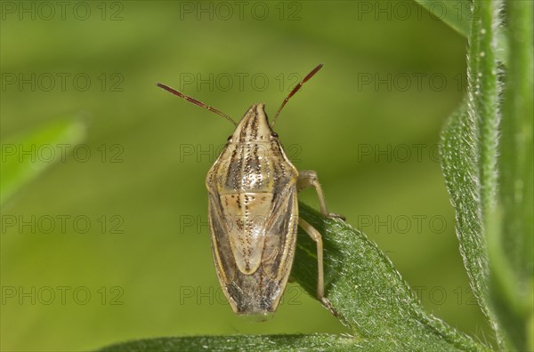 Bishop's Mitre (Aelia acuminata)