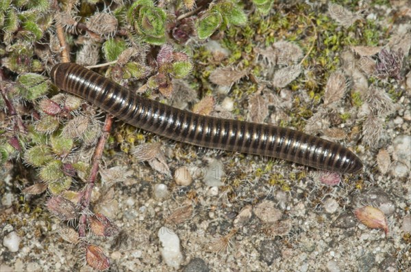 Millipedes (Myriapoda)