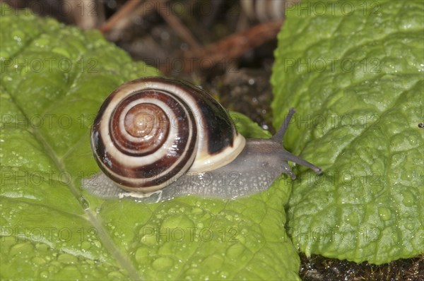 White-lipped Snail (Cepaea hortensis)