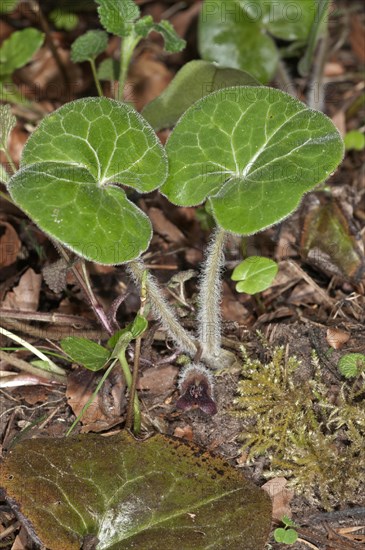 Hazelwort (Asarum europaeum)