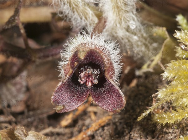 Hazelwort (Asarum europaeum)