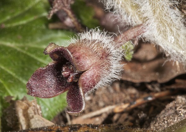 Hazelwort (Asarum europaeum)