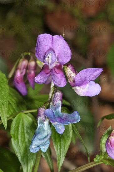 Spring Vetchling (Lathyrus vernus)