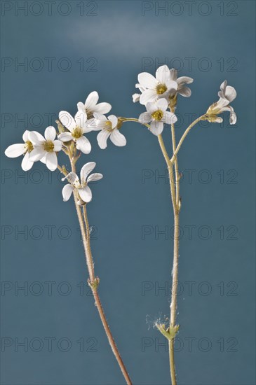 Meadow Saxifrage (Saxifraga granulata)