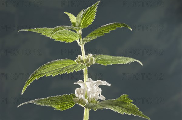 White Dead-nettle (Lamium album)