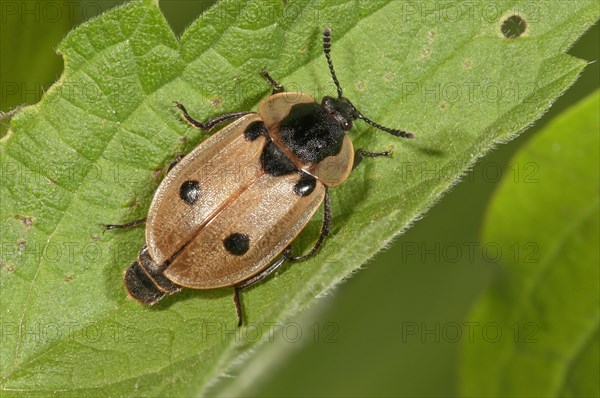 Peltidae (Peltidae sp.)