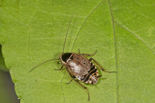 Ectobius sylvestris (Ectobius sylvestris)