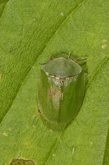 Green tortoise beetle (Cassida viridis) resting