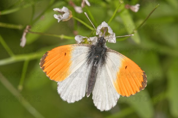 Orange tip (Anthocharis cardamines)