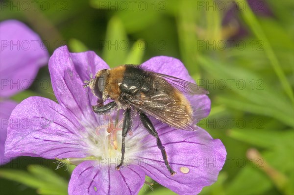 Volucella bombylans (Volucella bombylans) feeding on bloody geranium (Geranium sanguineum) pollen