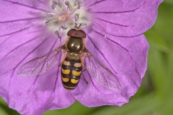 Lapland syrphid fly (Lapposyrphus lapponicus) feeding on bloody geranium (Geranium sanguineum) flower