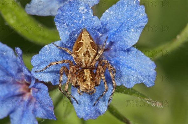 Crab spider (Xysticus q.) lying in wait on Purple Gromwell (Buglossoides purpurocaerulea) flower