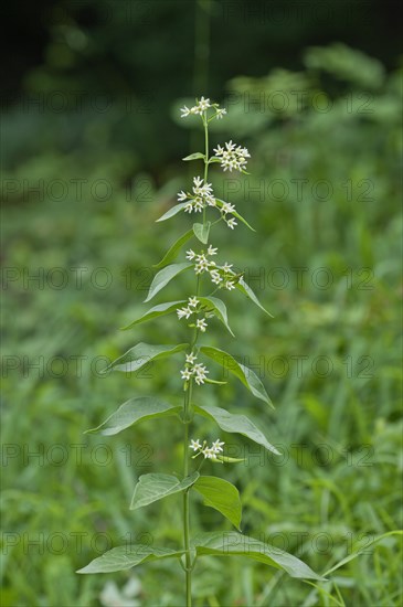 White swallow-wort (Vincetoxicum hirundinaria)