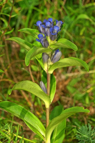 Star or cross gentian (Gentiana cruciata) Baden-Wurttemberg