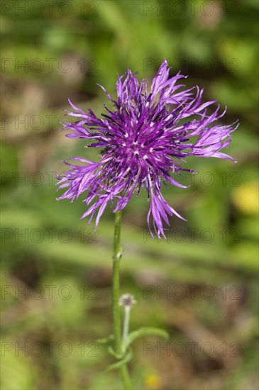 Greater Knapweed (Centaurea scabiosa) Baden-Wurttemberg