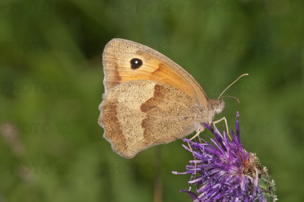 Meadow brown (Maniola jurtina)