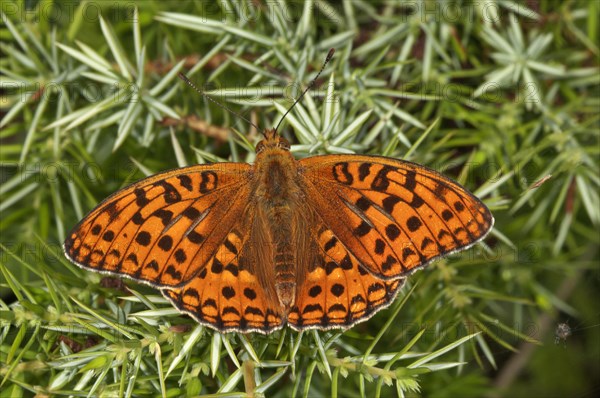 High brown fritillary (Fabriciana adippe) sunbathing on a juniper bush in Degenfeld