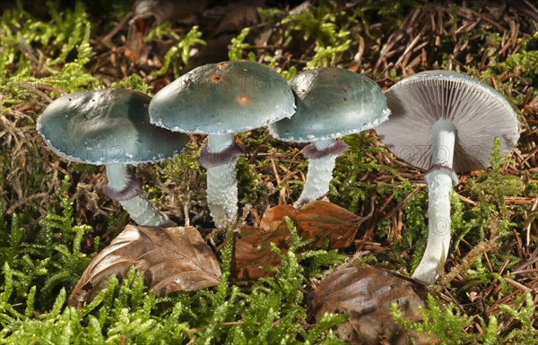 Verdigris agaric (Stropharia aeruginosa)