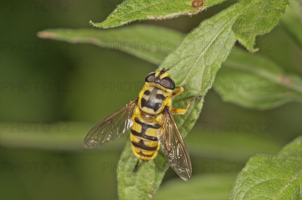 Myathropa Florea (Myathropa Florea) basking