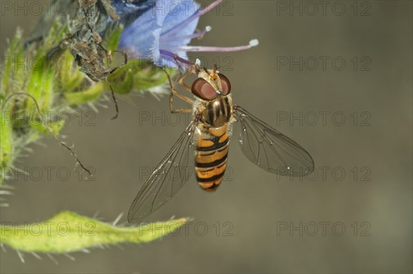 Marmalade hoverfly (Episyrphus balteatus) female