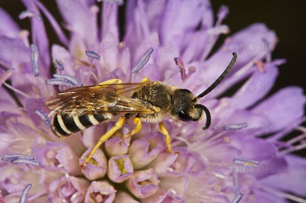 Halictus scabiosa (Halictus scabiosa) on Field Scabious (Knautia arvensis)