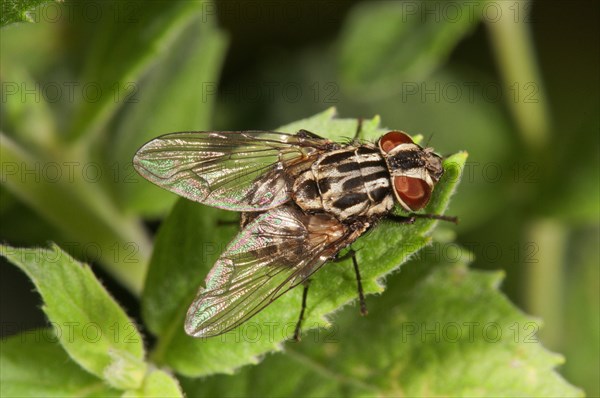 Spotted housefly (Graphomya maculata) basking